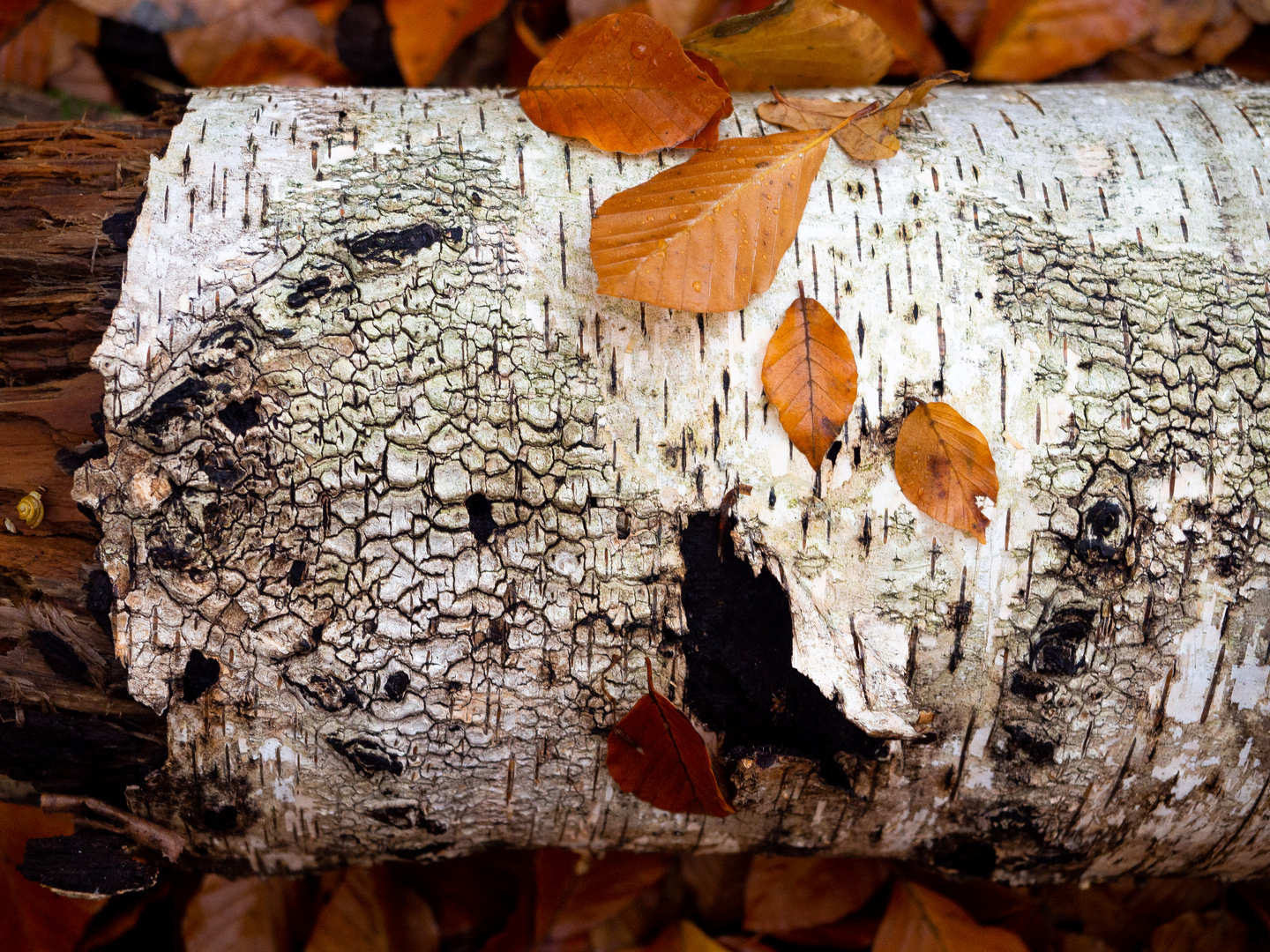 Birkenholz Foto & Bild fotos, wald, outdoor Bilder auf