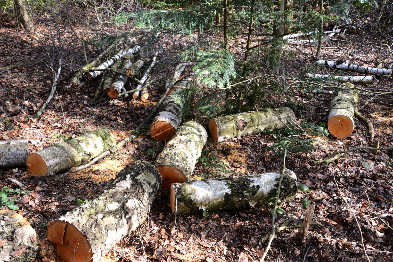 Birkenholz aus der Fällaktion