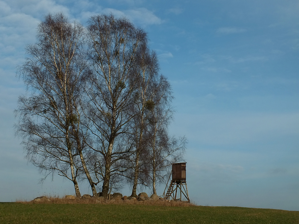 Birkeninsel mit Feldsteinen (Eiszeit-Findlinge)