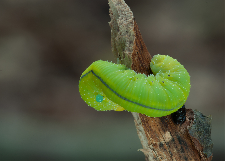 birkenknopfhornblattwespe (cimbex femoratus)