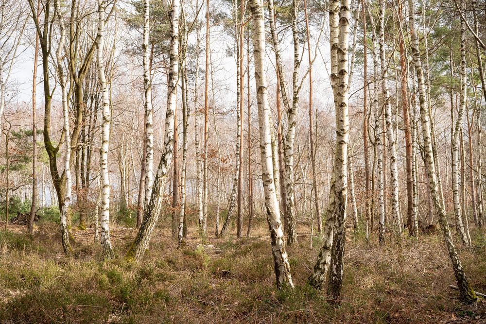 Birkenlandschaft