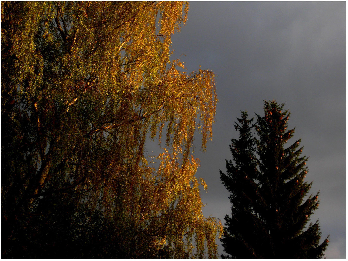 Birkenlaub am Herbstabend