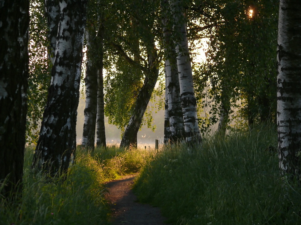 Birkenlicht