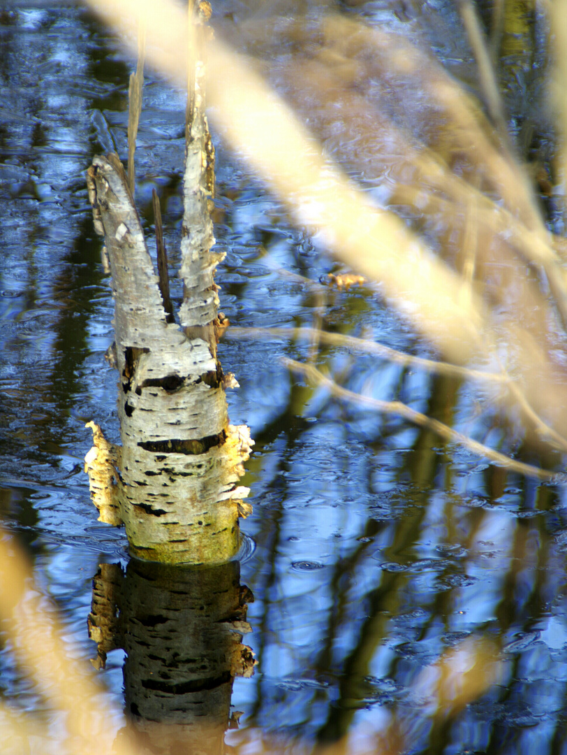 Birkenosterhase versteckt sich im Moor