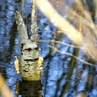 Birkenosterhase versteckt sich im Moor