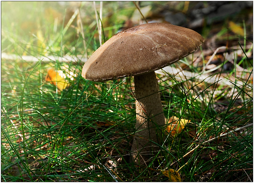 Birkenpilz im sonnigen Wald