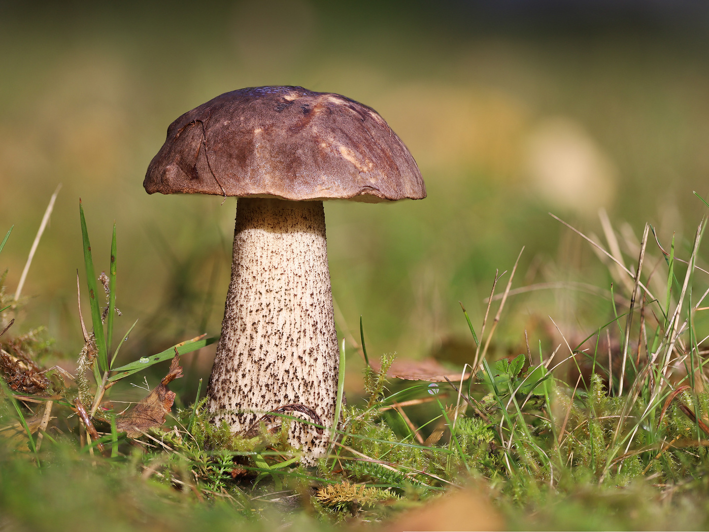 Birkenpilz (Leccinum scabrum)