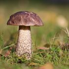 Birkenpilz (Leccinum scabrum)