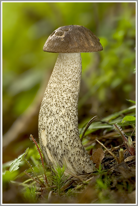 Birkenpilz (Leccinum scabrum)