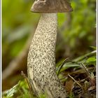 Birkenpilz (Leccinum scabrum)