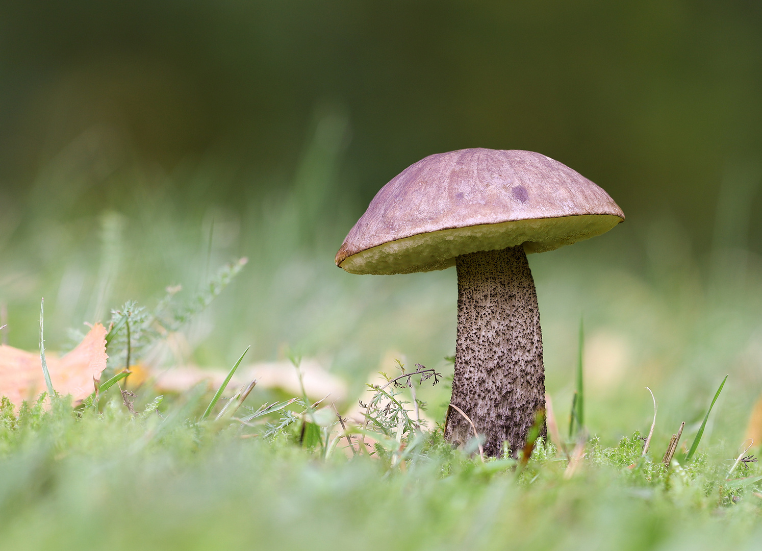 Birkenpilz (Leccinum scabrum)