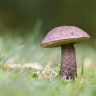 Birkenpilz (Leccinum scabrum)