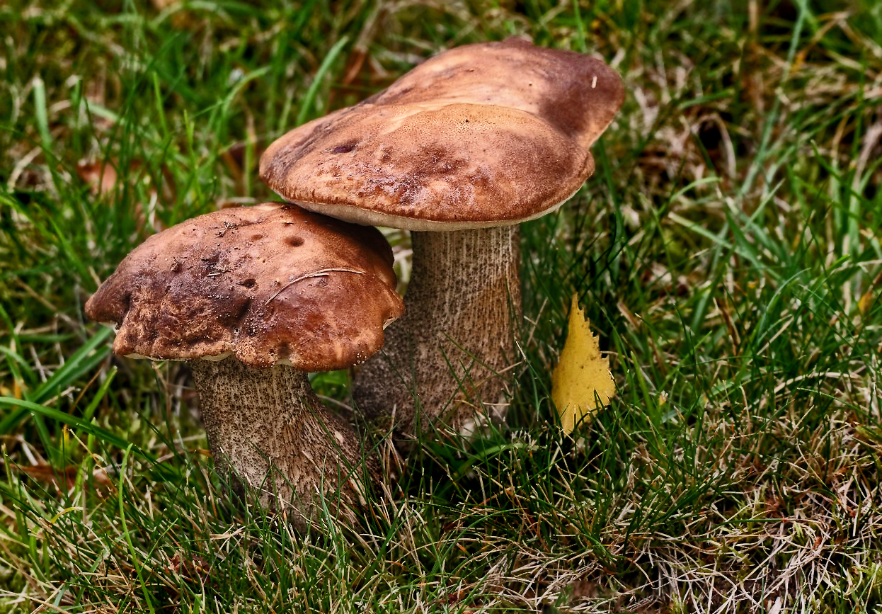 Birkenpilz (Leccinum scabrum)