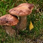 Birkenpilz (Leccinum scabrum)