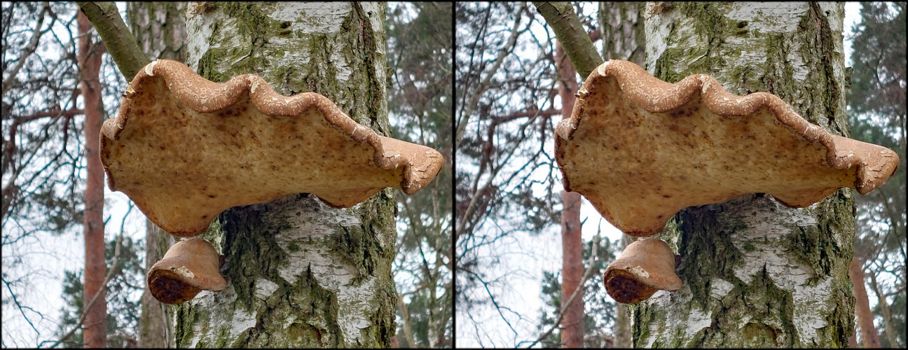 Birkenporling (3D Parallelblick stereo)