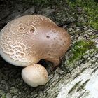 Birkenporling (Fomitopsis betulina)