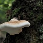 Birkenporling (Fomitopsis betulina)