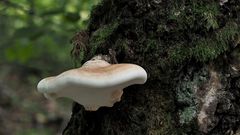 Birkenporling (Fomitopsis betulina)