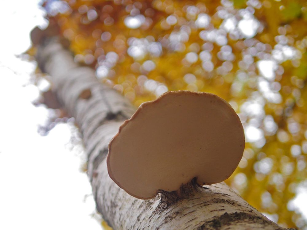 Birkenporling (Piptoporus betulinus)