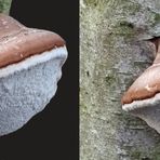 Birkenporling (Piptoporus betulinus)  (3D Kreuzblick)