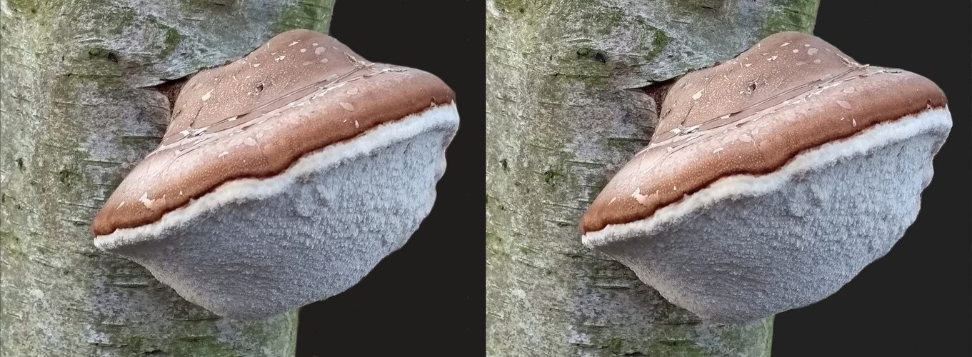 Birkenporling (Piptoporus betulinus)  (3D Kreuzblick)