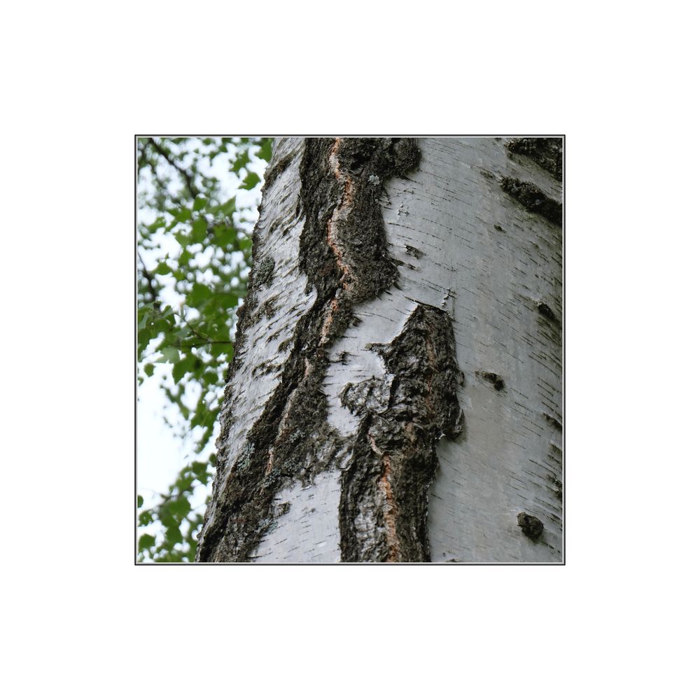 Birkenrinde Foto & Bild | natur-kreativ, aufnahmetechniken, natur fine ...