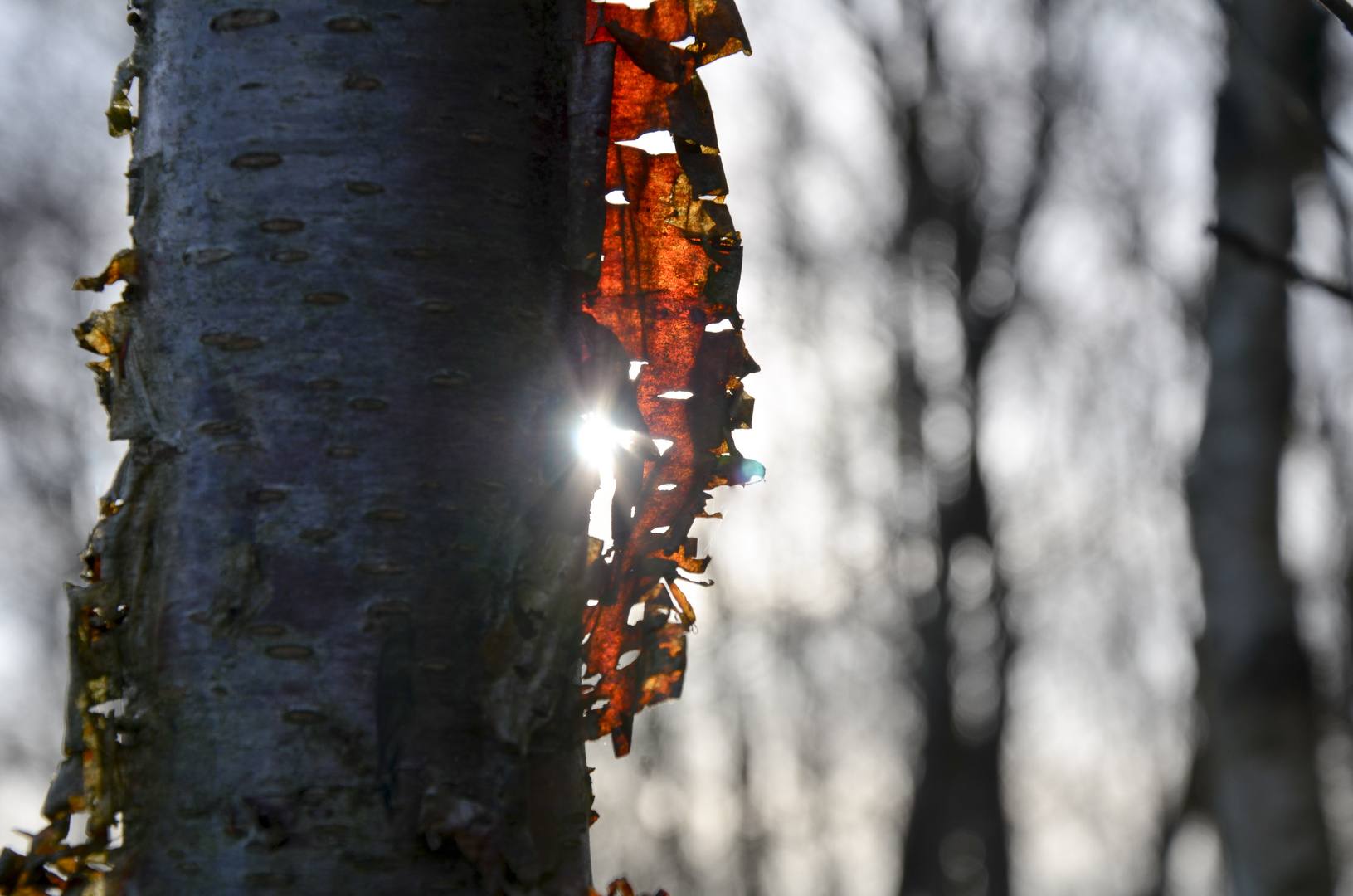 Birkenrinde im Gegenlicht