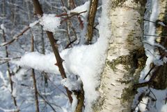 Birkenrinde zur Winterzeit