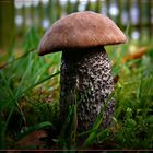 Birkenrotkappe (Leccinum testaceoscabrum, Syn. Leccinum versipelle Snell),