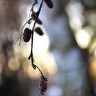 Birkensamen in Wartestellung auf einen Windstoß, auf zu neuem Leben.