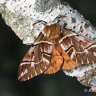 Birkenspiner - Mänchen  (Endromis versicoloria)