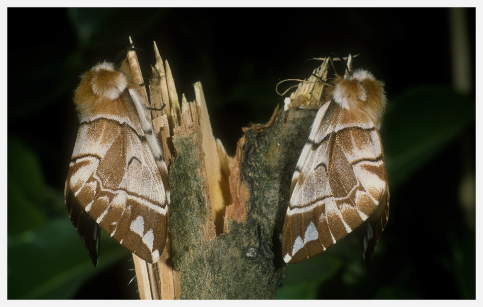 Birkenspinner (Endromis versicolora)