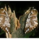 Birkenspinner (Endromis versicolora)