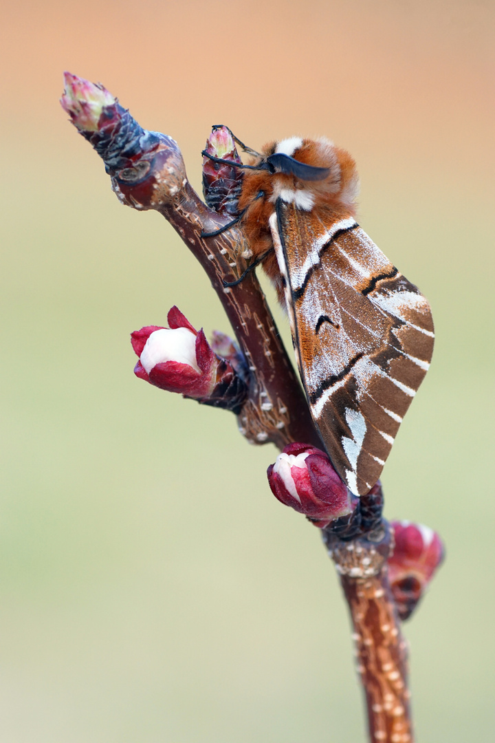 Birkenspinner (Endromis versicolora)