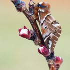 Birkenspinner (Endromis versicolora)