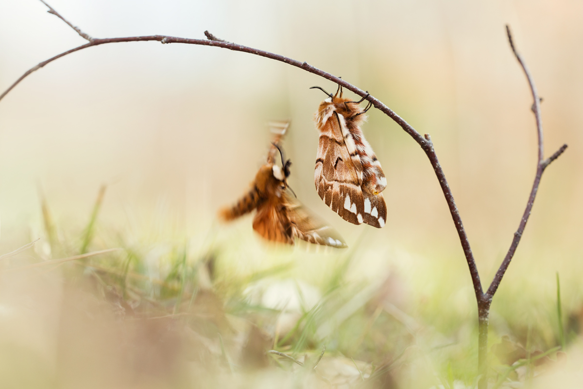 Birkenspinner (Endromis versicolora)