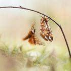 Birkenspinner (Endromis versicolora)