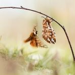 Birkenspinner (Endromis versicolora)