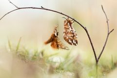 Birkenspinner (Endromis versicolora)