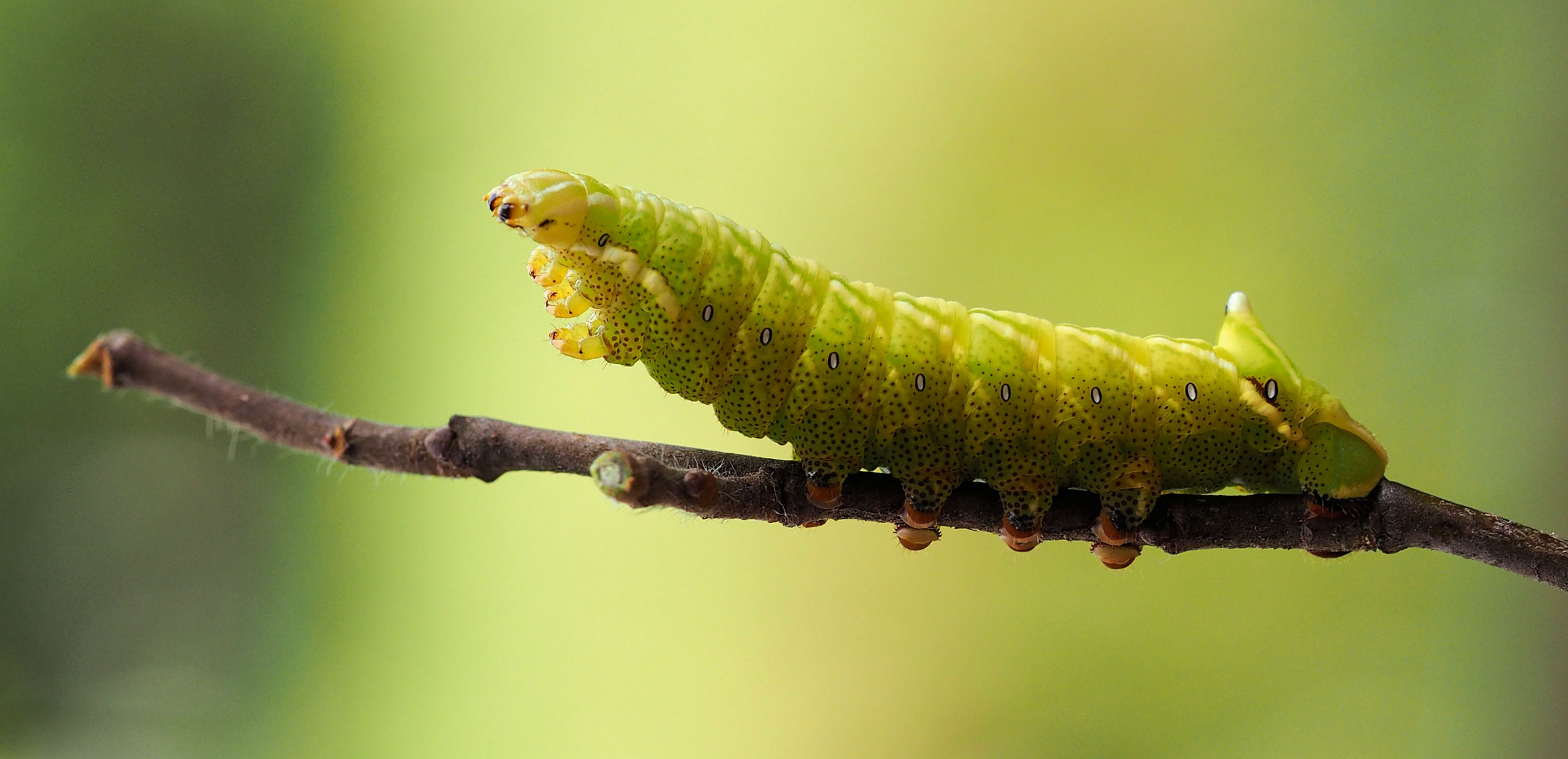 Birkenspinner - Endromis versicolora