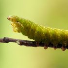 Birkenspinner - Endromis versicolora