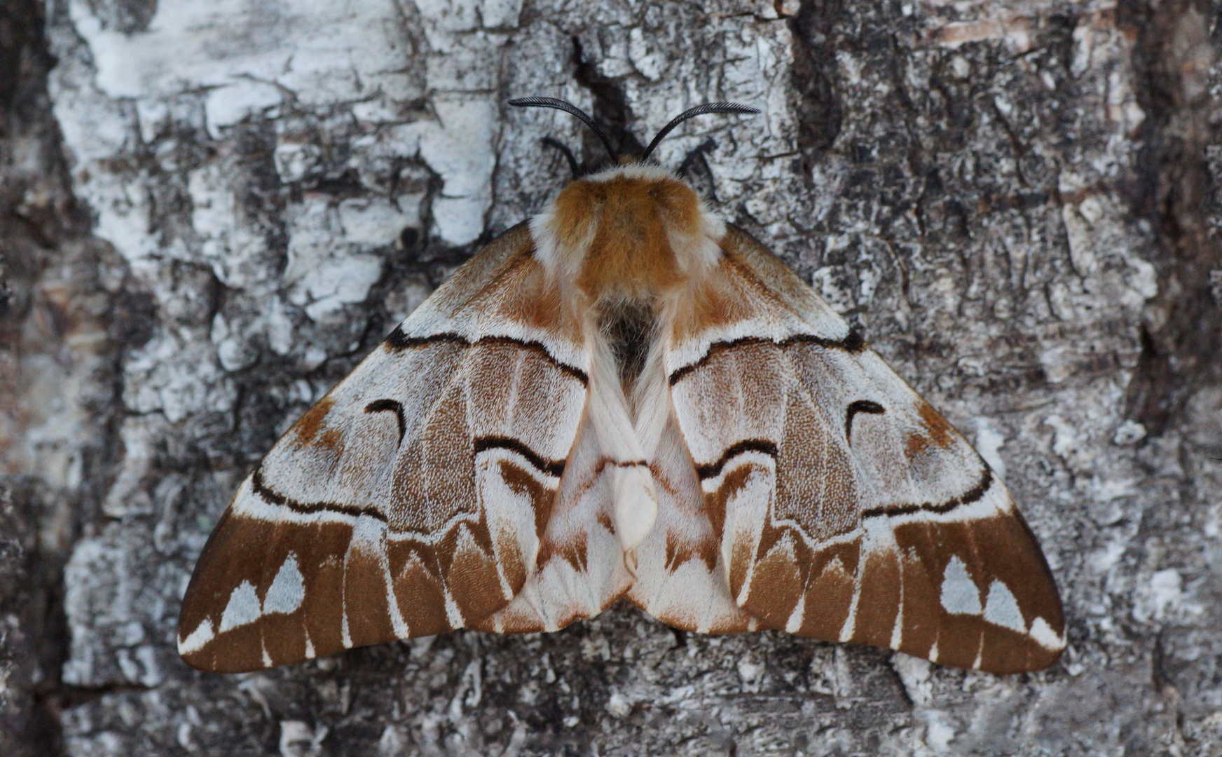 Birkenspinner (Endromis versicolora)