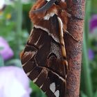 Birkenspinner (Endromis versicolora) Männchen