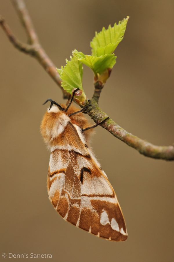 Birkenspinner (Endromis versicolora) Weibchen