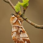 Birkenspinner (Endromis versicolora) Weibchen