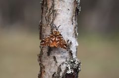 Birkenspinner, Männchen