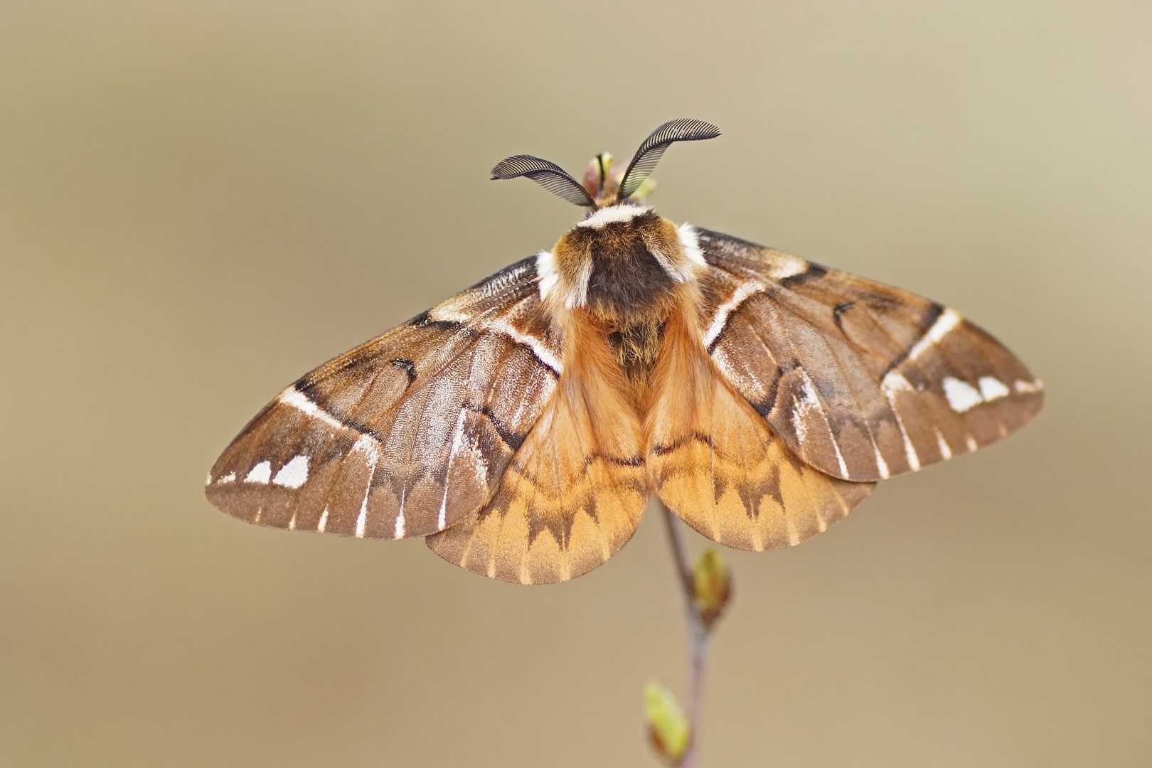 Birkenspinner oder auch Scheckflügel (Endromis versicolora), Männchen