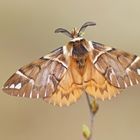 Birkenspinner oder auch Scheckflügel (Endromis versicolora), Männchen