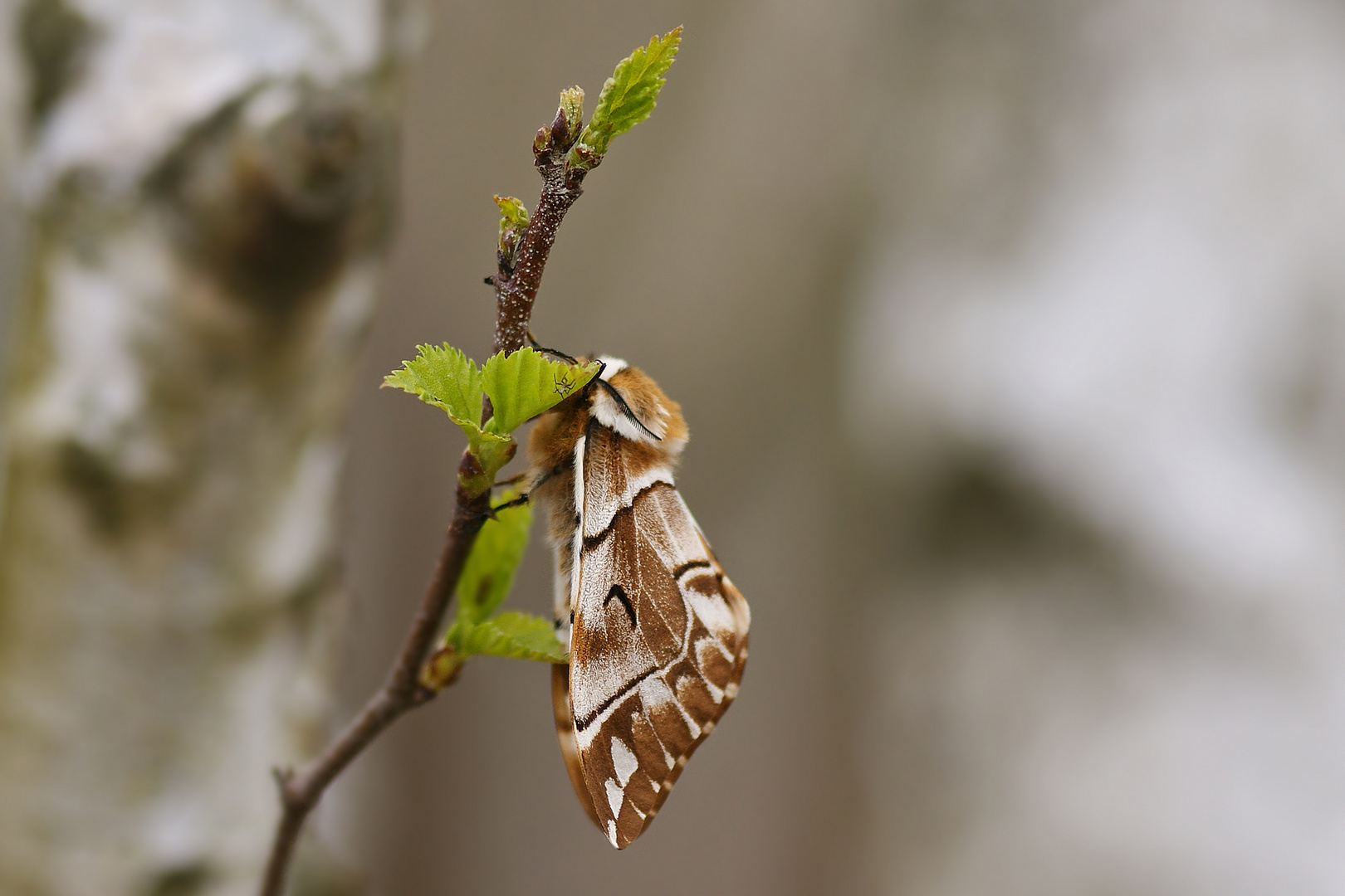 Birkenspinner oder auch Scheckflügel (Endromis versicolora), Weibchen