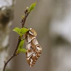 Birkenspinner oder auch Scheckflügel (Endromis versicolora), Weibchen